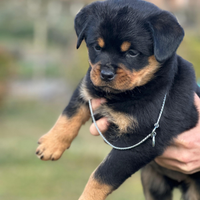 Cuccioli di rottweiler