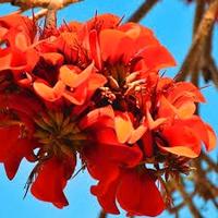 erythrina Caffra pianta in vaso, altezza 70/80 cm.