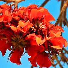 erythrina Caffra pianta in vaso, altezza 70/80 cm.