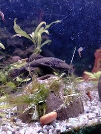 Ancistrus Comuni (Pesci Pulitori) Maschi e Femmine