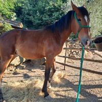 Cavalla maremmana ANAM