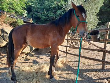 Cavalla maremmana ANAM