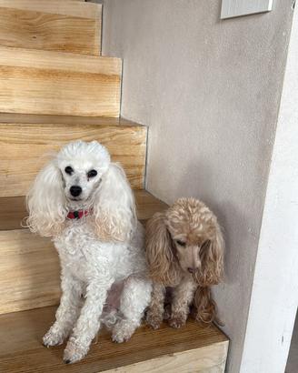 Regalasi barboncine femmine