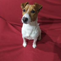 Giovane stalloncino Jack Russell Terrier