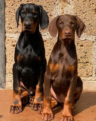 Dobermann cuccioli