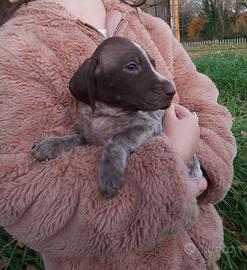 Cuccioli Bracco Tedesco Kurzhaar