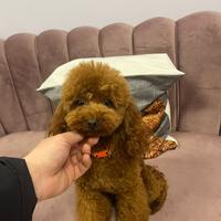 Barboncino minitoy per monta