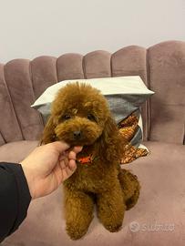 Barboncino minitoy per monta