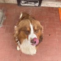 Pastore australiano per monte