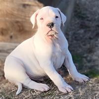 Cuccioli di dogo argentino