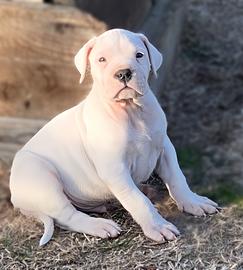 Cuccioli di dogo argentino