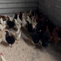 Galline ovaiole