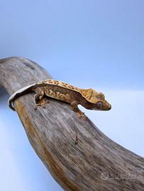 Geco Ciliatus - Tri