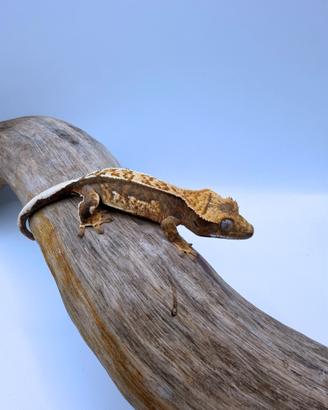 Geco Ciliatus - Tri