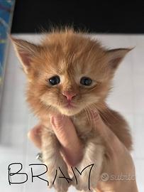 Cuccioli di Maine Coon