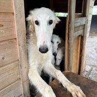 Cuccioli di borzoi