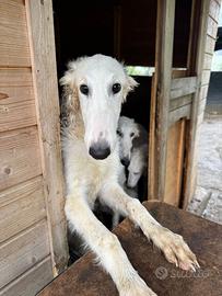 Cuccioli di borzoi