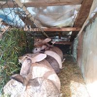 Conigli di 8 Mesi Maschi e femmine