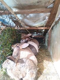 Conigli di 8 Mesi Maschi e femmine