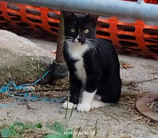 Gattini