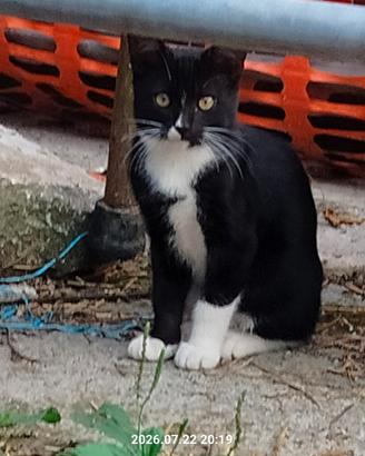 Gattini