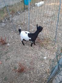 Capretto tibetane