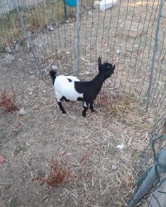 Capretto tibetane