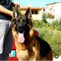 Cuccioli di Pastore Tedesco con pedigree ENCI