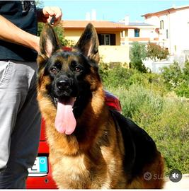 Cuccioli di Pastore Tedesco con pedigree ENCI