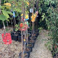 Piante di frutto e olivi