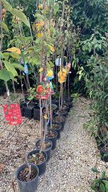 Piante di frutto e olivi