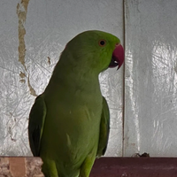 Parrocchetto dal collare