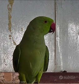 Parrocchetto dal collare