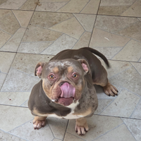 American bully pocket
