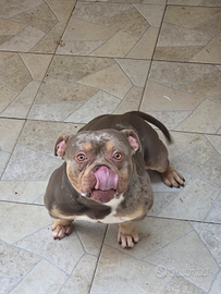 American bully pocket