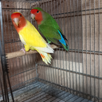 Coppia inseparabili maggiorati