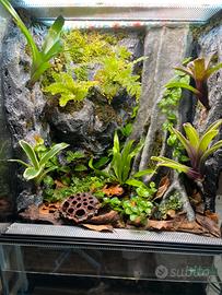 Terrario albero piante  per geco/rane dendrobates