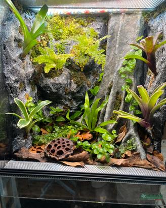 Terrario albero piante  per geco/rane dendrobates