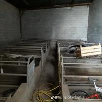  gabbie da parto per maiali 