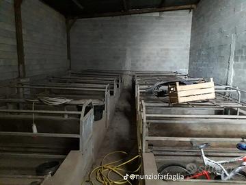  gabbie da parto per maiali 