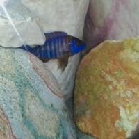 Ciclide africani haps