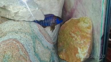 Ciclide africani haps