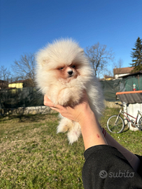 Volpino Pomerania nano