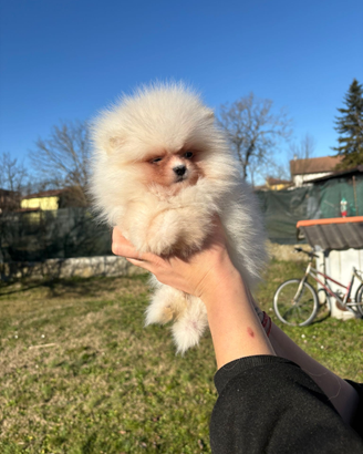 Volpino Pomerania nano