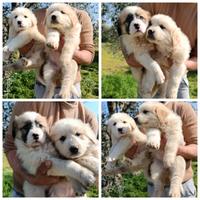 Cuccioli di alabai e Caucaso