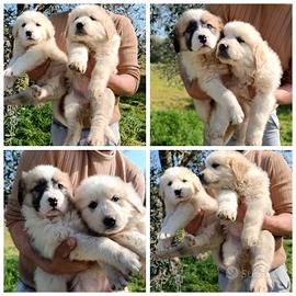 Cuccioli di alabai e Caucaso