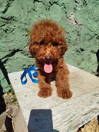 barboncino Toy red total di 5 mesi