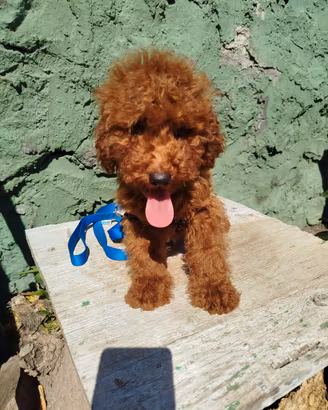 barboncino Toy red total di 5 mesi