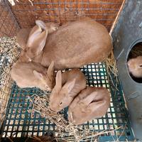 Conigli Fulvi di Borgogna allevati in purezza