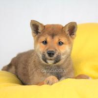 Shina Inu Cucciola